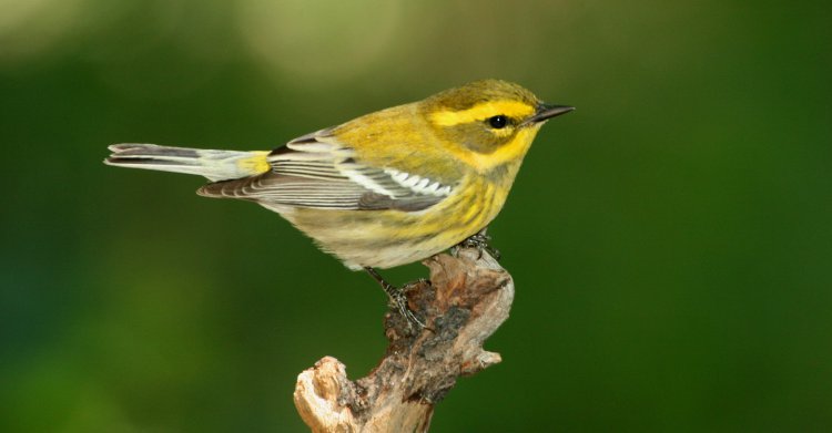 Photo (26): Townsend's Warbler
