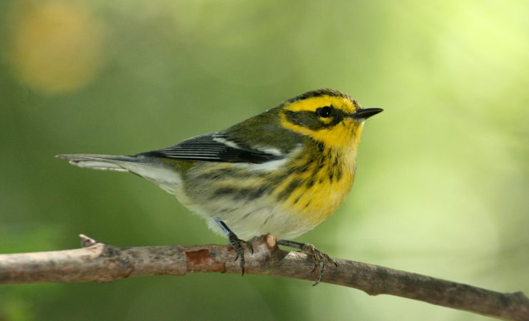 Photo (27): Townsend's Warbler