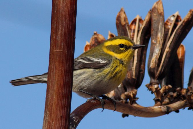 Photo (28): Townsend's Warbler
