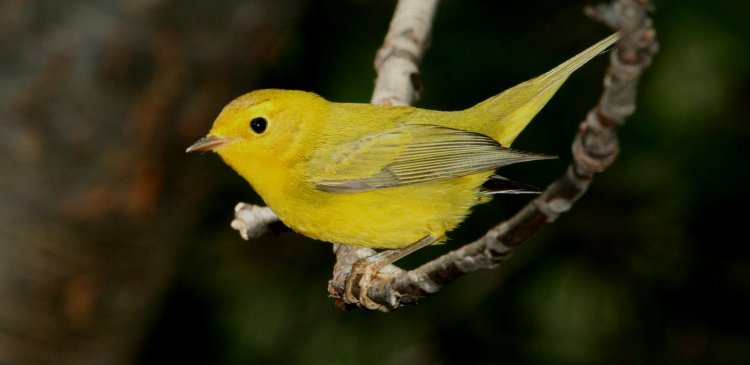 Photo (2): Wilson's Warbler