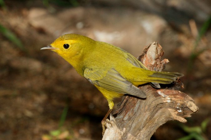 Photo (4): Wilson's Warbler