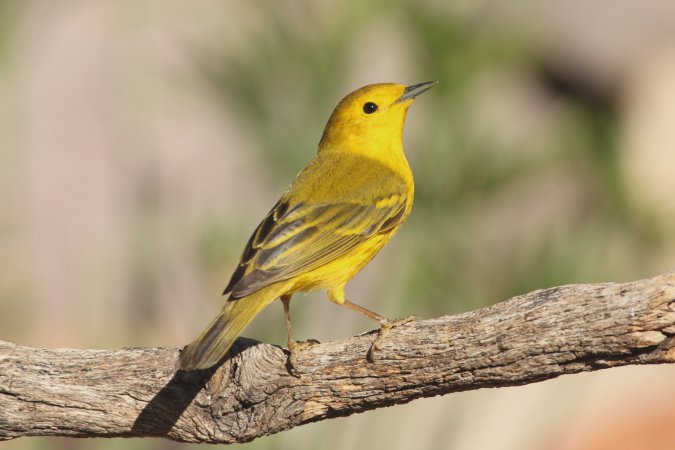 Photo (11): Yellow Warbler