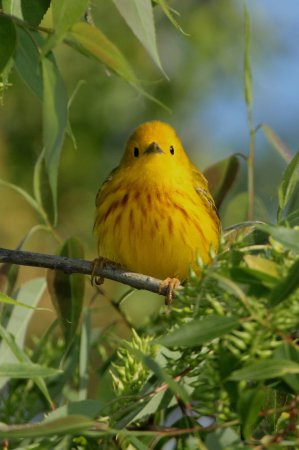 Photo (17): Yellow Warbler