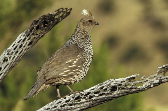 Photo (1): Scaled Quail