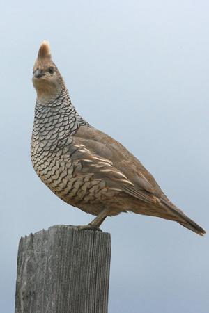 Photo (3): Scaled Quail