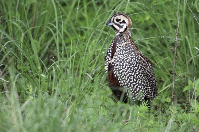 Photo (5): Montezuma Quail