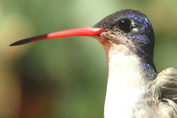 Photo (2): Violet-crowned Hummingbird
