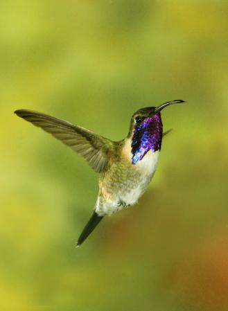 Photo (5): Lucifer Hummingbird