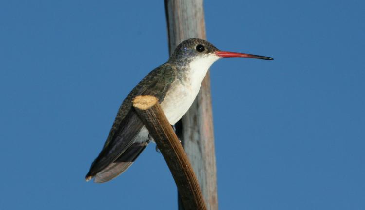 Photo (3): Violet-crowned Hummingbird