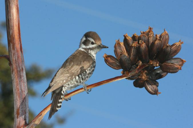 Photo (6): Arizona Woodpecker