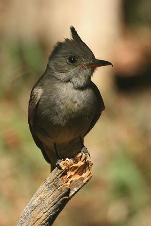 Photo (2): Greater Pewee
