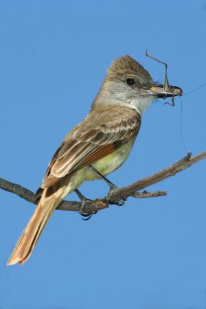 Photo (2): Brown-crested Flycatcher