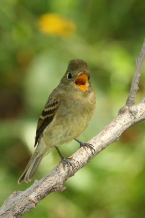 Photo (3): Cordilleran Flycatcher
