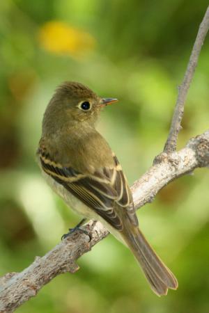 Photo (4): Cordilleran Flycatcher