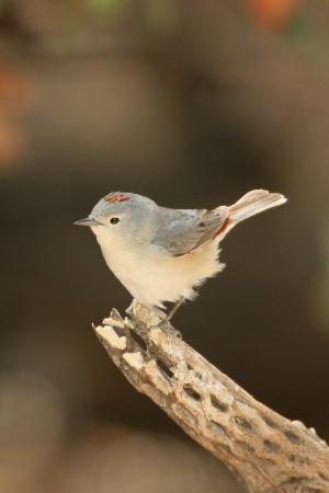 Photo (4): Lucy's Warbler