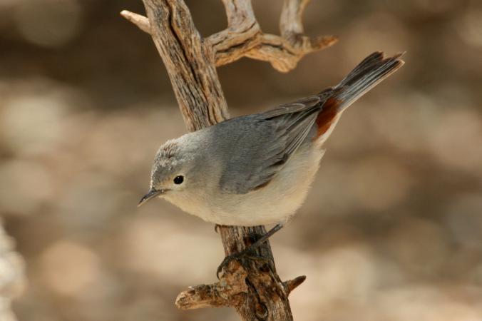 Photo (1): Lucy's Warbler