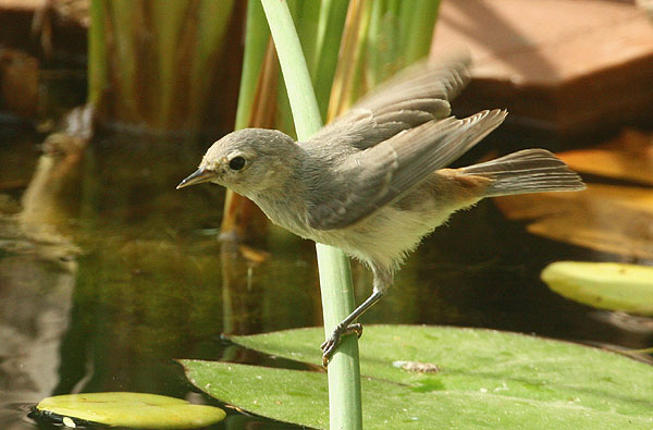 Photo (7): Lucy's Warbler