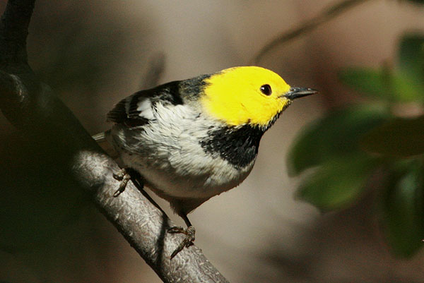Photo (2): Hermit Warbler