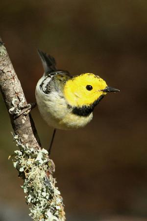 Photo (3): Hermit Warbler