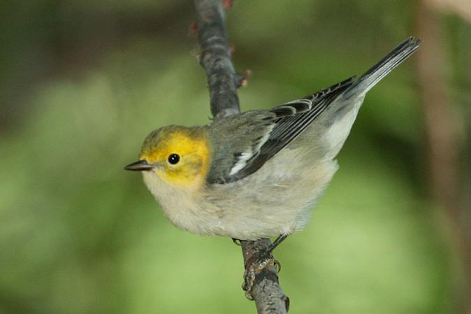 Photo (14): Hermit Warbler