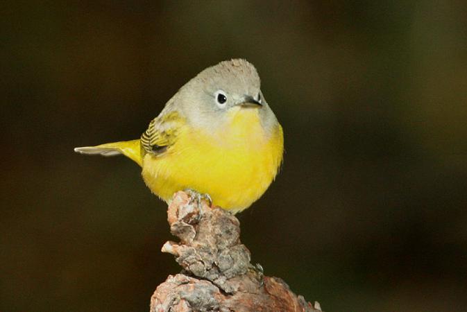 Photo (7): Nashville Warbler