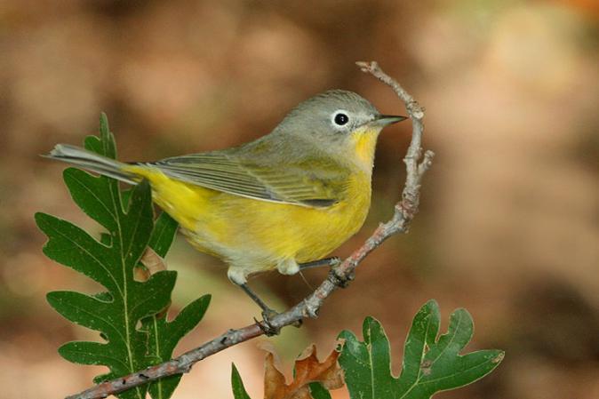 Photo (1): Nashville Warbler