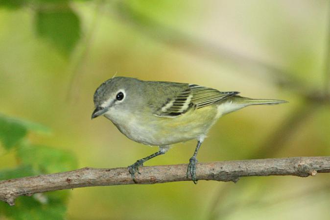Photo (6): Cassin's Vireo