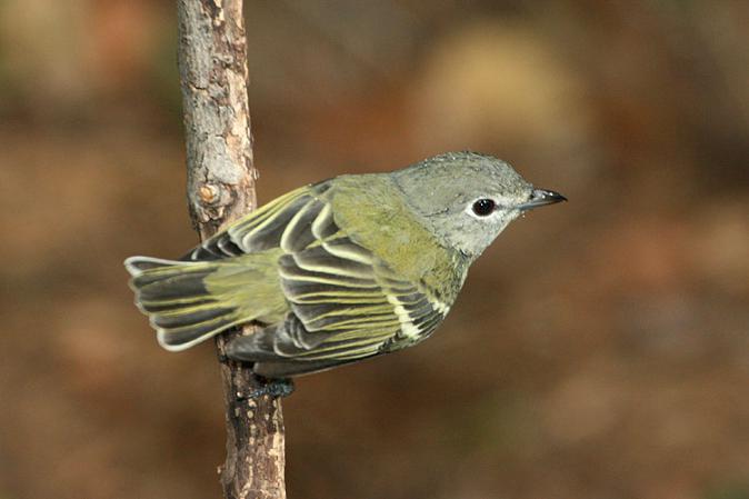 Photo (5): Cassin's Vireo