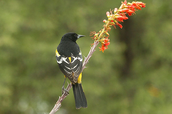 Photo (7): Quiz Species