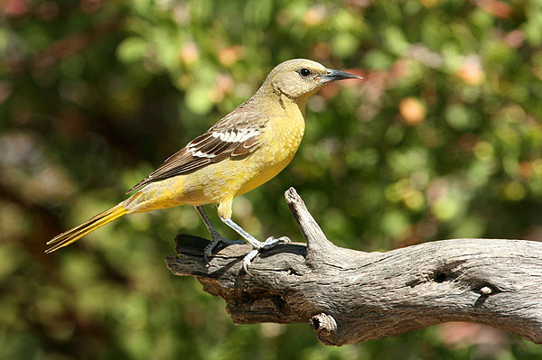 Photo (2): Quiz Species