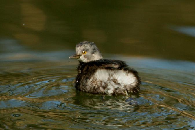 Photo (20): Least Grebe
