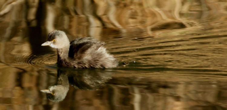 Photo (21): Least Grebe