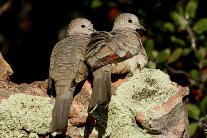 Photo (3): Inca Dove