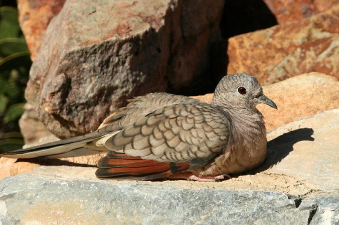 Photo (6): Inca Dove