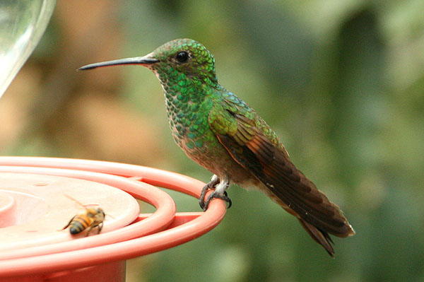 Photo (4): Berylline Hummingbird