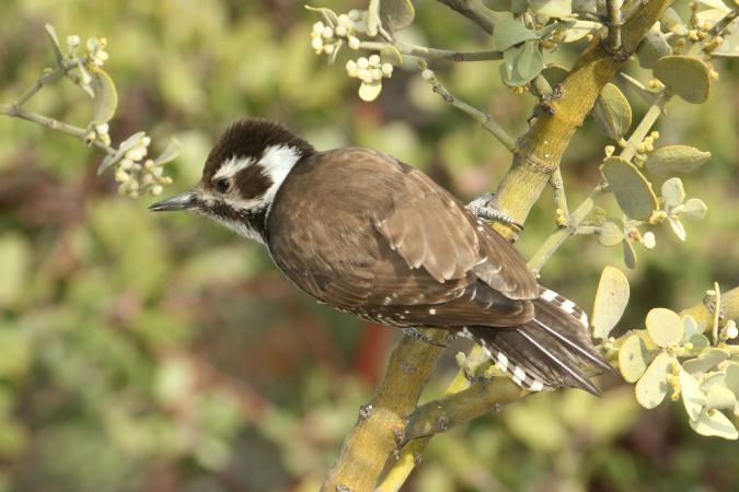 Photo (5): Arizona Woodpecker