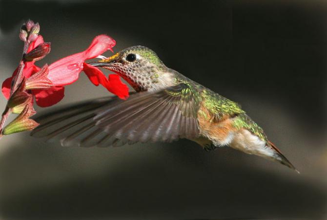 Photo (21): Broad-tailed Hummingbird