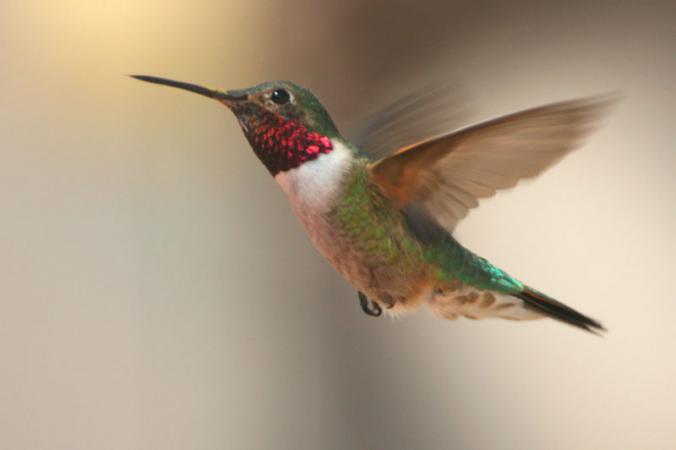 Photo (5): Broad-tailed Hummingbird