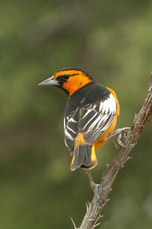 Photo (3): Bullock's Oriole