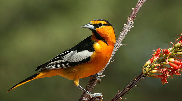 Photo (1): Bullock's Oriole