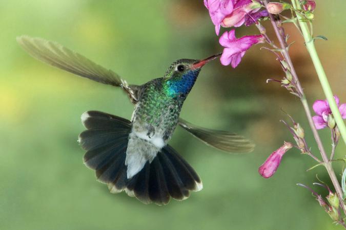 Photo (3): Broad-billed Hummingbird