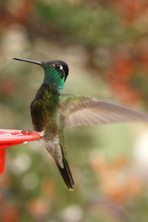 Photo (13): Magnificent Hummingbird