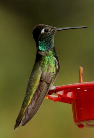Photo (14): Magnificent Hummingbird