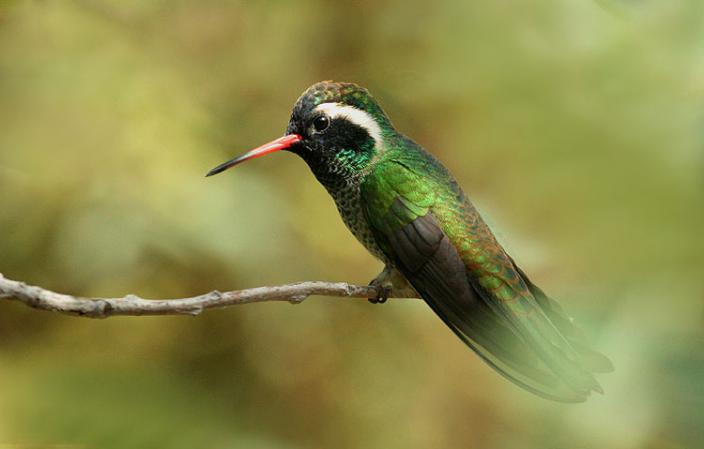 Photo (1): White-eared Hummingbird