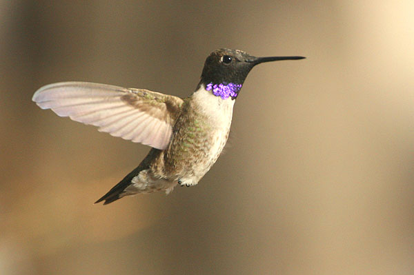 Photo (1): Black-chinned Hummingbird