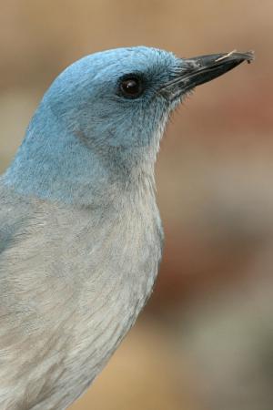 Photo (3): Mexican Jay
