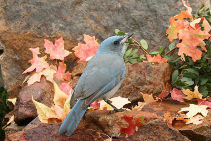 Photo (7): Mexican Jay