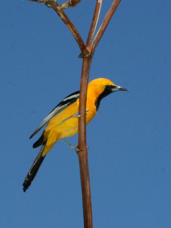 Photo (14): Hooded Oriole
