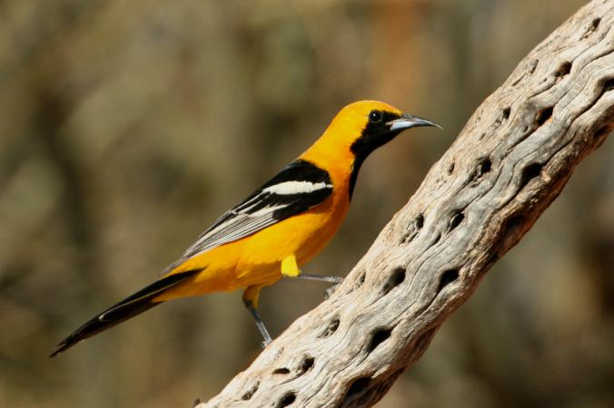 Photo (1): Hooded Oriole