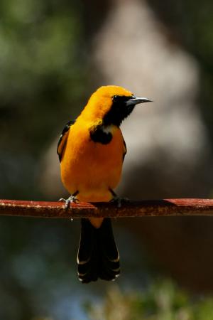 Photo (17): Hooded Oriole